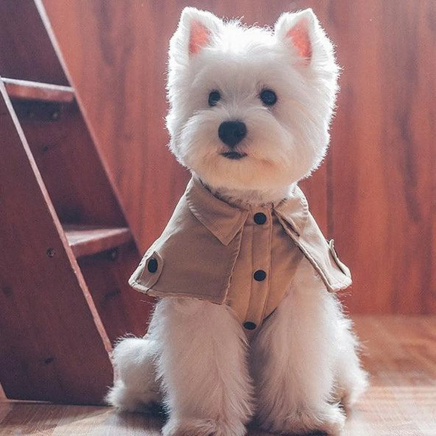 Stylish Trench Dog Coat Jacket